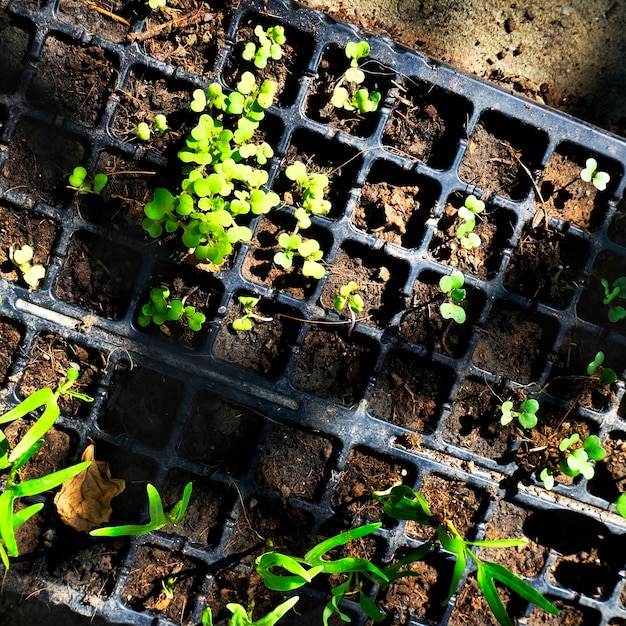 Бесплатное фото Зеленые растения в горшках