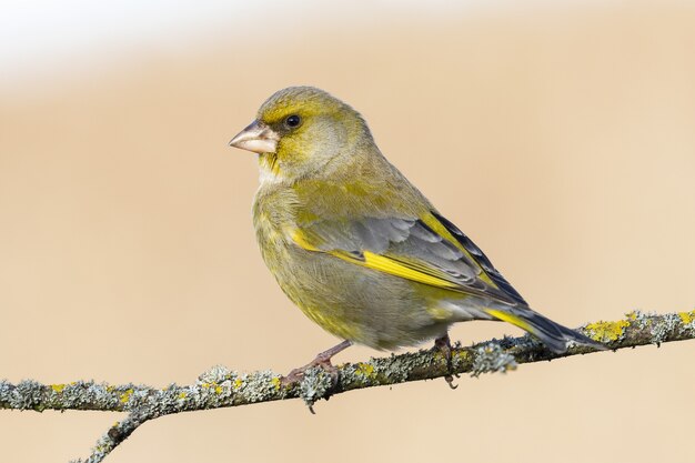 초점이 맞지 않은 표면이있는 숲 가지에 Greenfinch