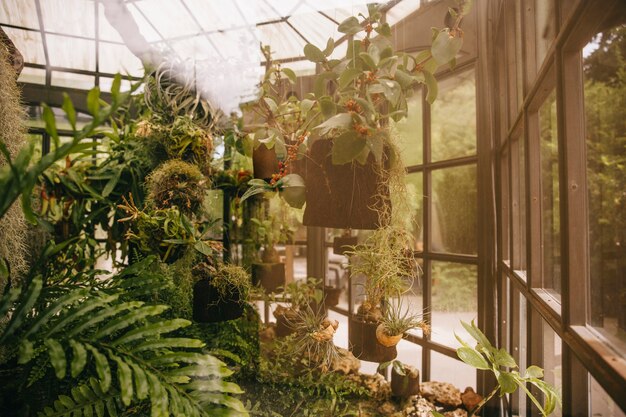 Greenhouse in forest