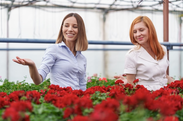 潜在的な顧客小売業者にゼラニウムの花を提示する温室の所有者。