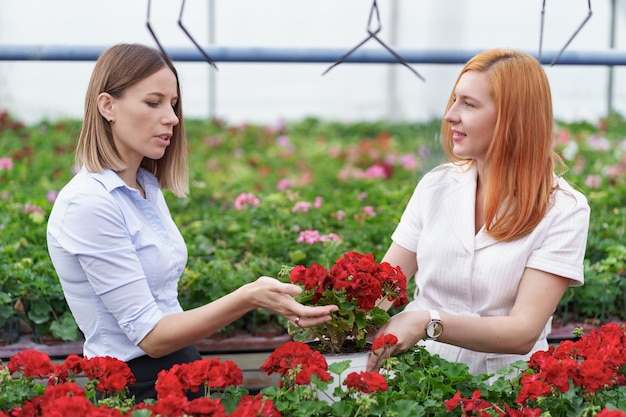 潜在的な顧客小売業者にゼラニウムの花を提示する温室の所有者。