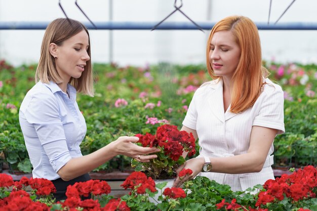 潜在的な顧客小売業者にゼラニウムの花を提示する温室の所有者。