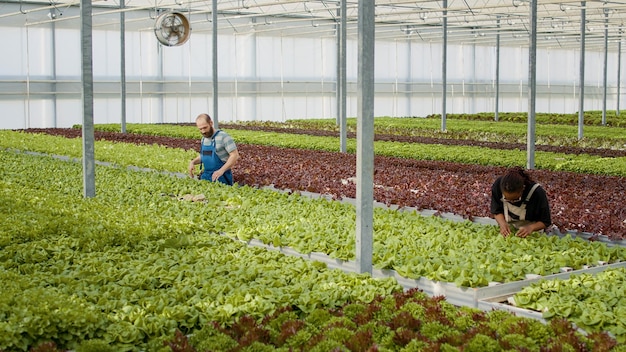 Greenhouse pickers gathering lettuce standing in a row in hydroponic enviroment inspecting leaves removing damaged plants. Diverse people growing vegetables working in hothouse doing quality control.