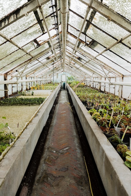 Greenhouse still life