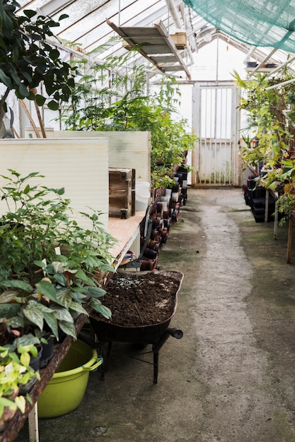 Greenhouse still life