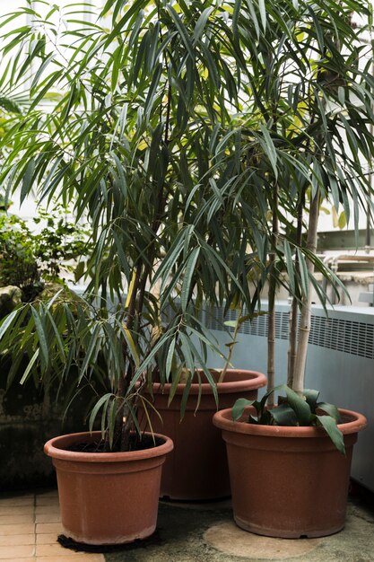 Greenhouse still life