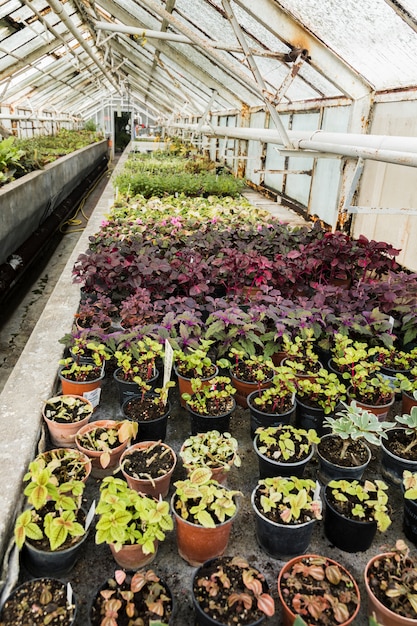 Free photo greenhouse still life