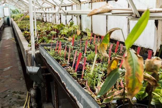 Greenhouse still life