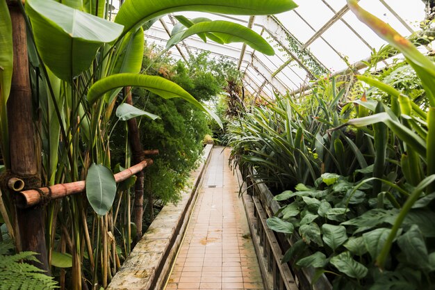 Greenhouse still life