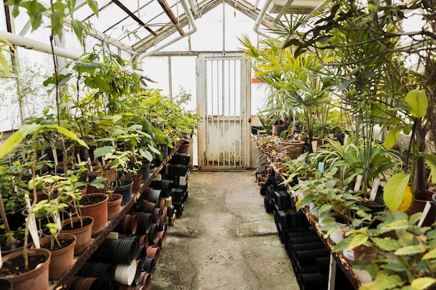 Free photo greenhouse still life