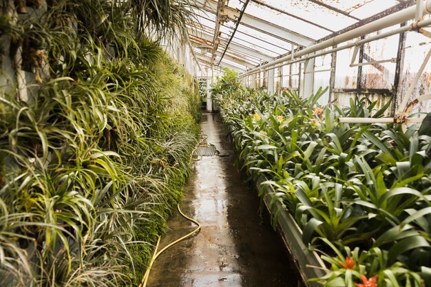 Greenhouse still life