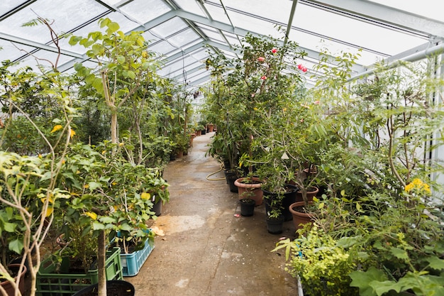 Free photo greenhouse still life