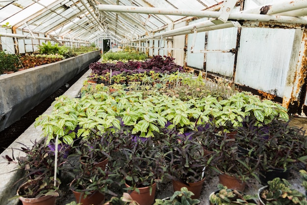 Greenhouse still life