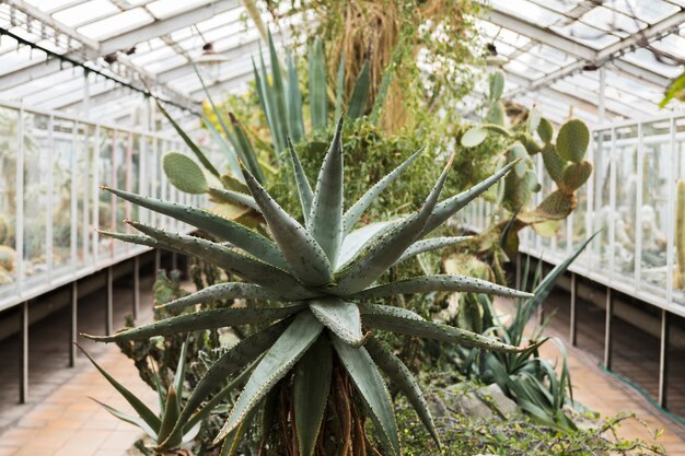 Greenhouse still life