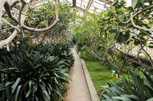 Greenhouse still life