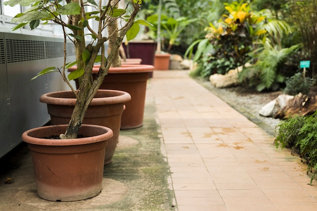 Greenhouse still life