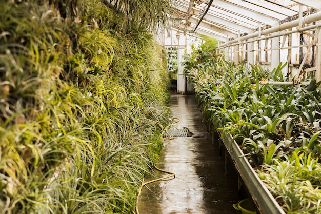 Greenhouse still life