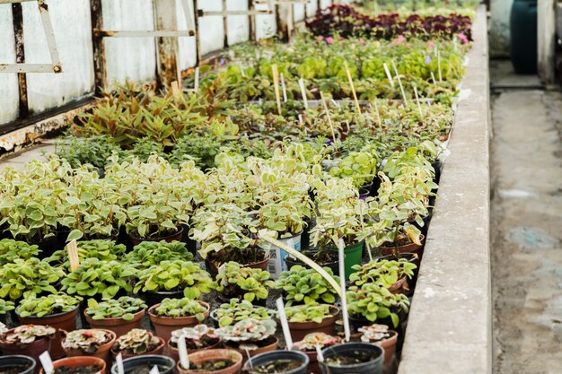 Greenhouse still life