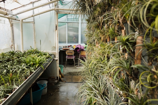 Free photo greenhouse still life