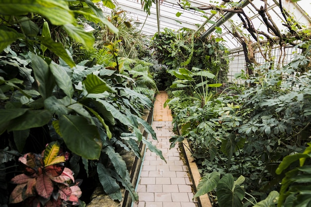 Free photo greenhouse still life