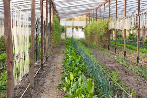 Greenhouse with green crops
