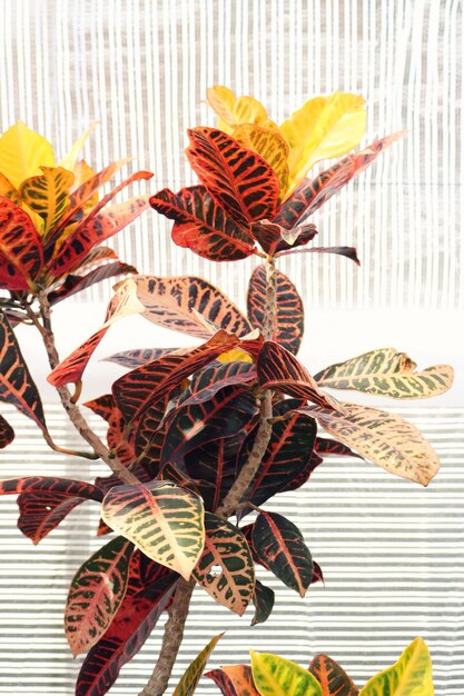 赤とオレンジの葉の植物が付いている温室