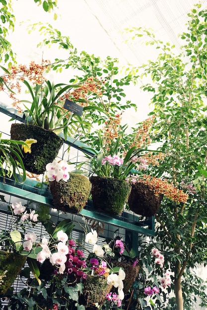 Greenhouse with variety of plants