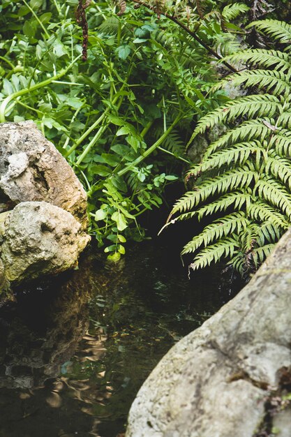 Greens surround stream