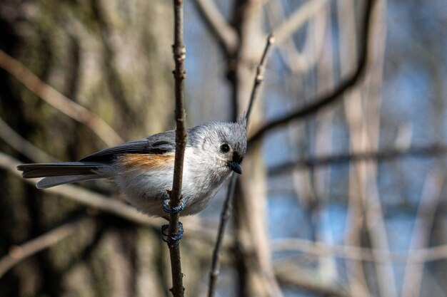 Grey bird sitting on the branch of a tree