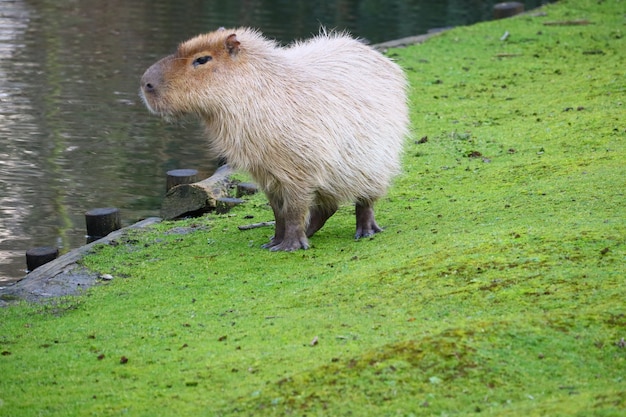 Grey capybara standing on a field of green grass next to the water