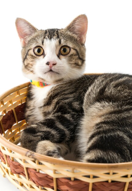 grey cat in basket