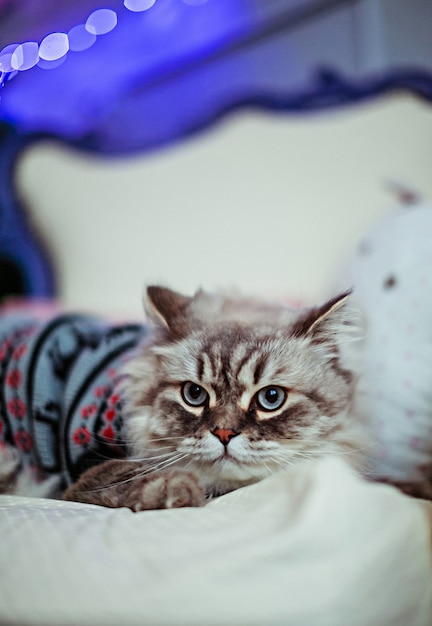 Grey cat in blue sweater lies on white blanket