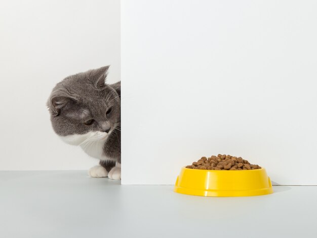 猫がオーナーからヨーグルトを食べてくれるように頼む プレミアム写真
