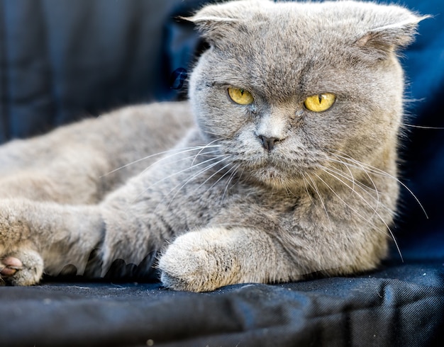 Grey Chartreux cat with yellow eyes and angry look