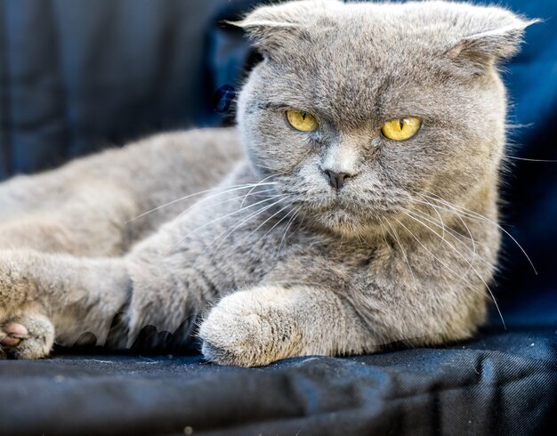 Grey Chartreux cat with yellow eyes and angry look