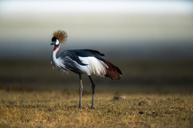 Grey Crowned Crane also known as the African crowned crane