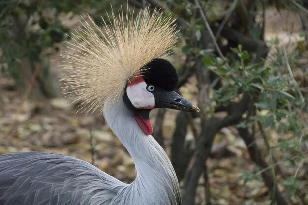 Grey crowned crane in a natural environment