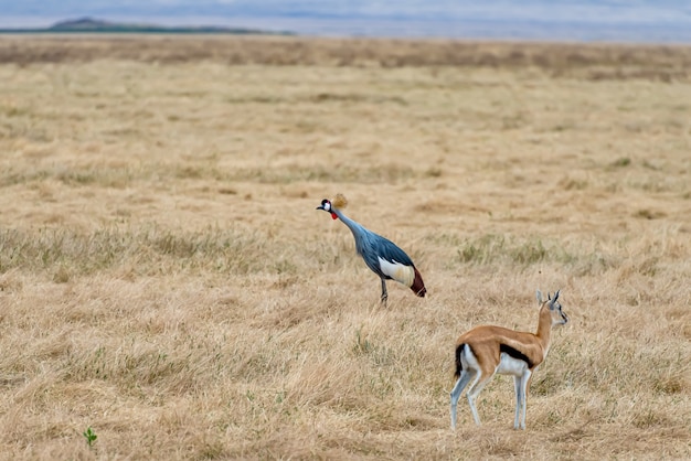 Grey-crowned crane and a springbok standing on the ground covered in the grass under the sunlight
