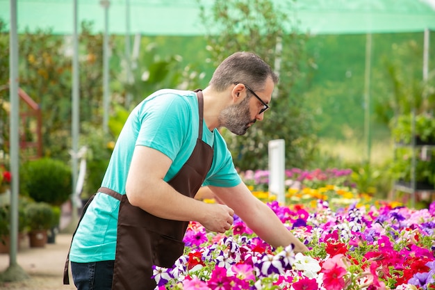 Седой мужчина работает с растениями в горшке в теплице. Бородатый профессиональный садовник в черном фартуке, выращивающий красивые цветущие цветы. Выборочный фокус. Садоводство и летняя концепция