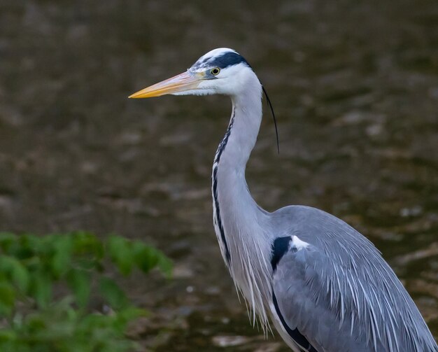 Grey heron in nature