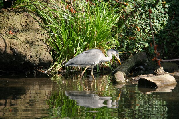 The grey heron