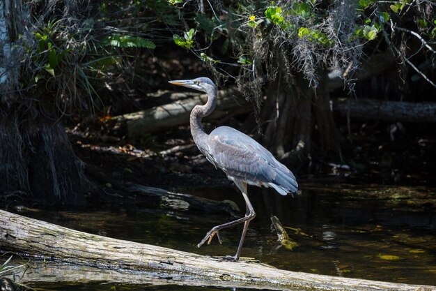 Grey heron