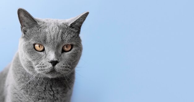 Grey kitty with monochrome wall behind her