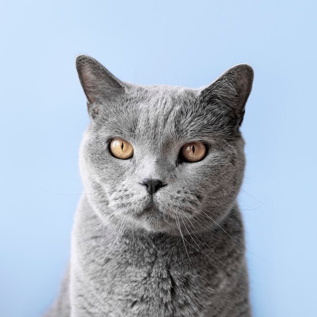 Grey kitty with monochrome wall behind her