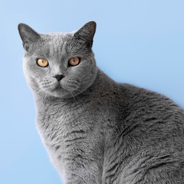 Grey kitty with monochrome wall behind her