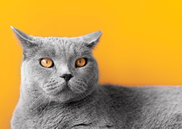 Grey kitty with monochrome wall behind her