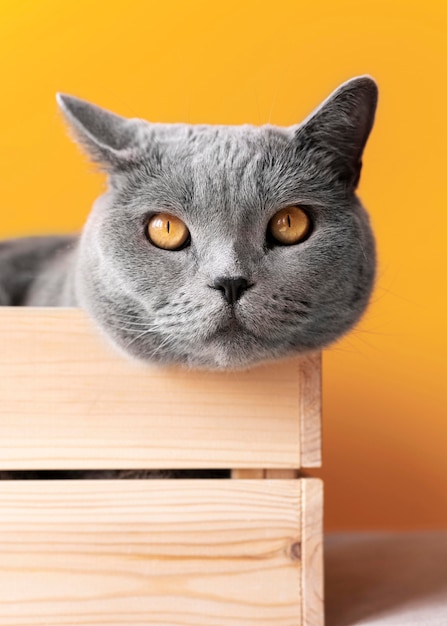 Grey kitty with monochrome wall behind her