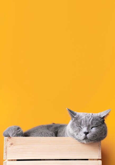 Grey kitty with monochrome wall behind her