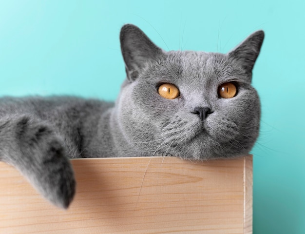 Grey kitty with monochrome wall behind her