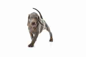 Free photo the grey little weimaraner puppy playing on white studio